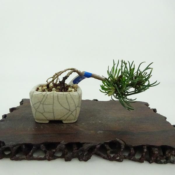 盆栽 松 這松 ミニ盆栽 樹高 約3cm はいまつ Pinus pumila ハイマツ