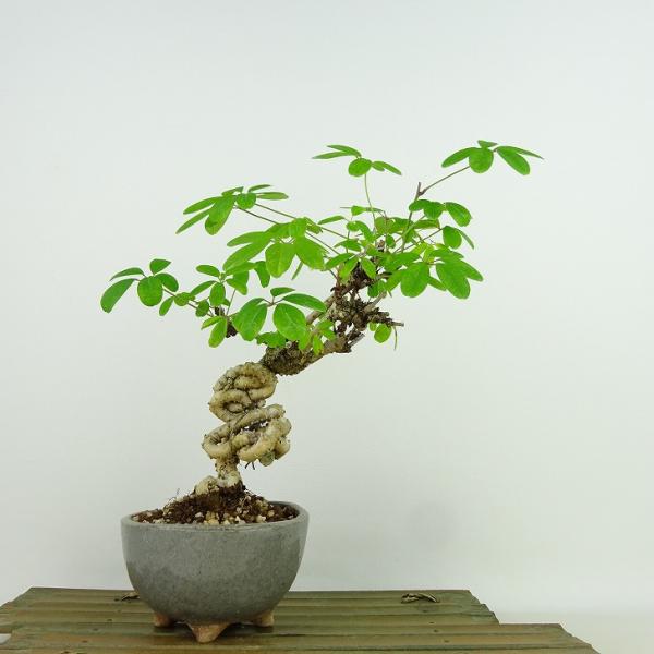 haniwa-bonsai_051-2350-04