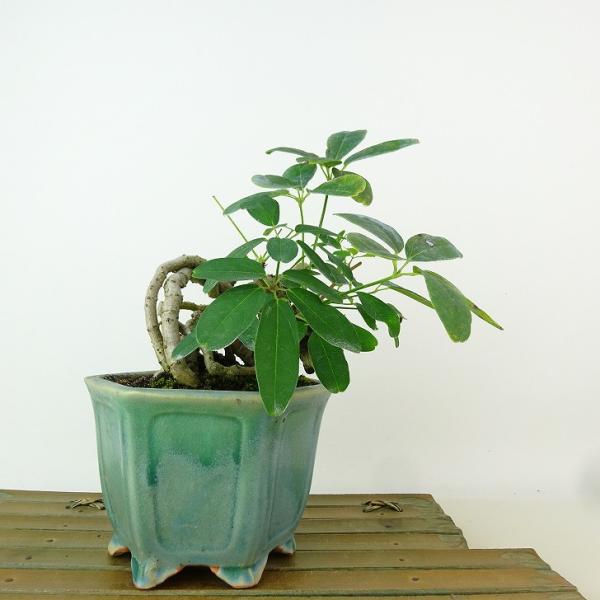 盆栽 木通 樹高 約14cm あけび Akebia quinata アケビ 根上り つる性