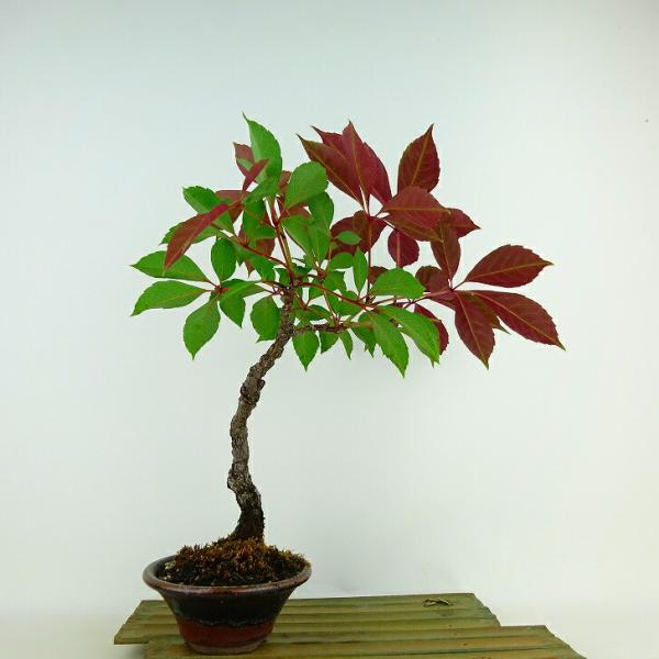 アメリカツタ 盆栽 haniwa-bonsai_054-2350-01