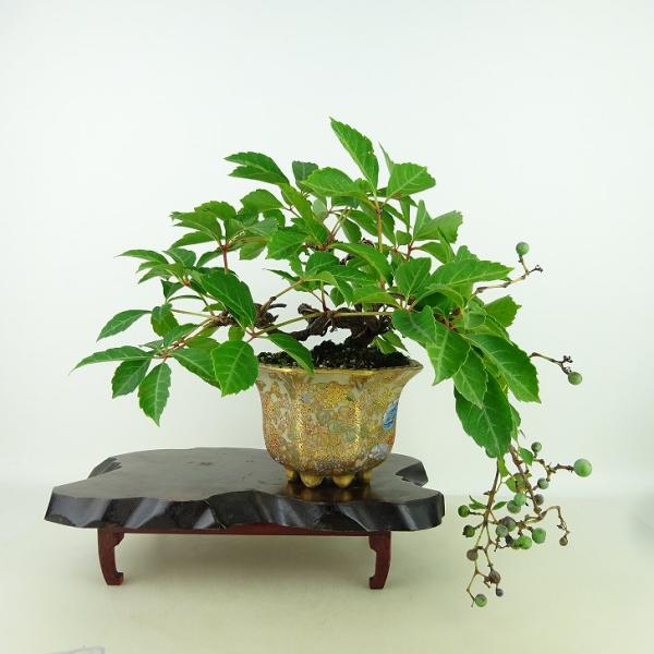 haniwa-bonsai_054-24200-01