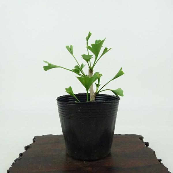 樹種 　銀杏　イチョウ　(イチョウ科：落葉樹)サイズ 　樹高　約8センチ　横幅　約10センチ　奥行　約6センチ　幹太　約0.4センチ撮影日 　撮影日　2025/6/19■植物ですので撮影時期や季節によって剪定などの手入れにより写真から変化が...