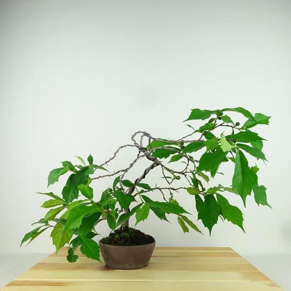 haniwa-bonsai_058-2450-02