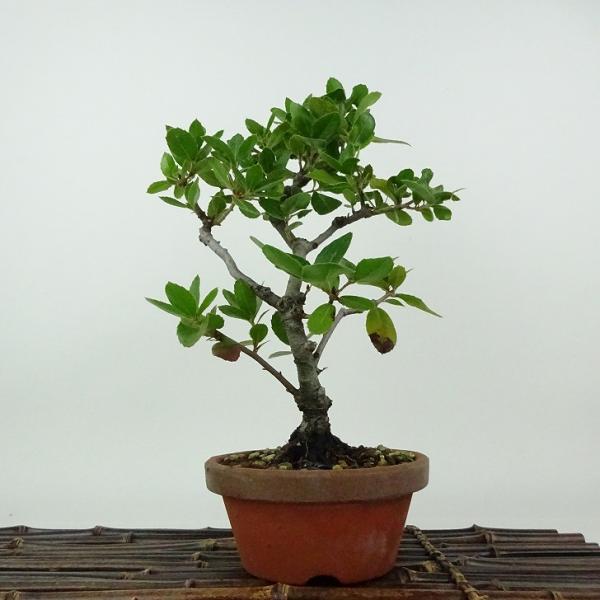 ウバメガシ　[斜幹木]　中品盆栽素材 haniwa-bonsai_066-24100-06
