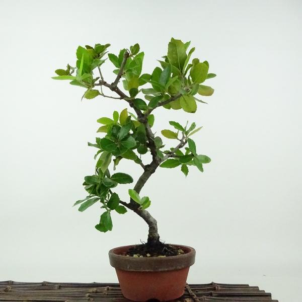 盆栽 姥目樫 樹高 約26cm うばめがし Quercus phillyraeoides