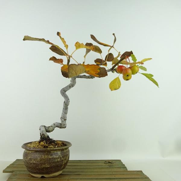 haniwa-bonsai_073-2350-16