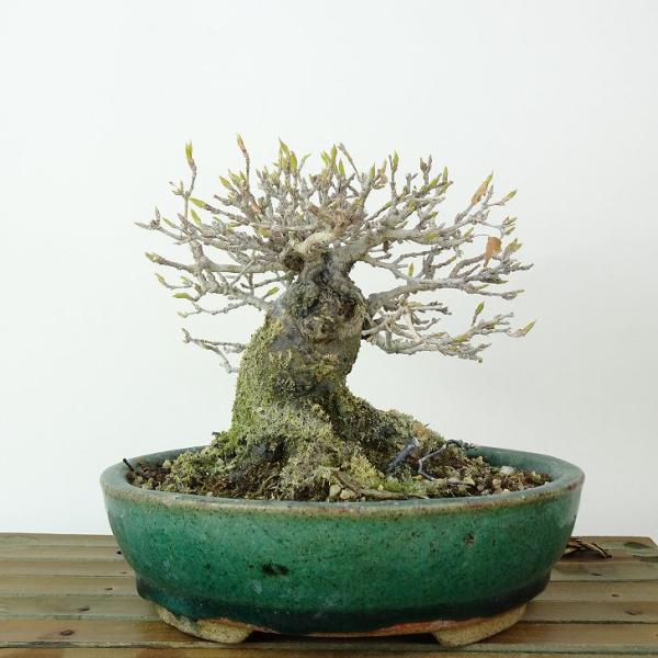 樹種 　楓　カエデ　　　(カエデ科：落葉樹)サイズ 　樹高　約11センチ　横幅　約15センチ　奥行　約16センチ　幹太　約3.5センチ撮影日 　撮影日　2025/3/5■植物ですので撮影時期や季節によって剪定などの手入れにより写真から変化が...