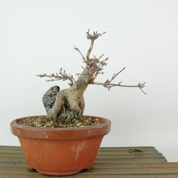 石付きカエデ盆栽 盆栽 楓 樹高 約14cm かえで Acer カエデ 石付き 紅葉 カエデ科 落葉樹
