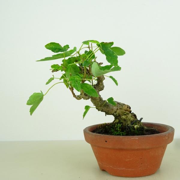 盆栽　楓　樹高30cm 楽天市場】盆栽 紅葉 樹高 約21cm もみじ 高級盆栽 Acer palmatum