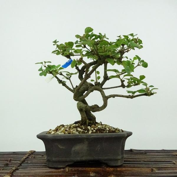 盆栽 ガマズミ 金華山 樹高 約18cm Viburnum dilatatum がまずみ
