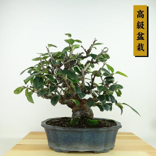盆栽 花梨 樹高 約23cm かりん 高級盆栽 Pseudocydonia sinensis 盆栽 花梨 樹高 約23cm かりん 高級盆栽 Pseudocydonia sinensis