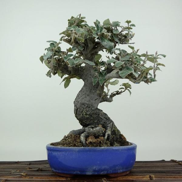 盆栽 寒茱萸 樹高 約20cm かんぐみ Elaeagnus カングミ グミ科 常緑樹 