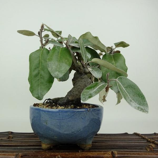 盆栽 寒茱萸 樹高 約12cm かんぐみ Elaeagnus カングミ グミ科 常緑樹
