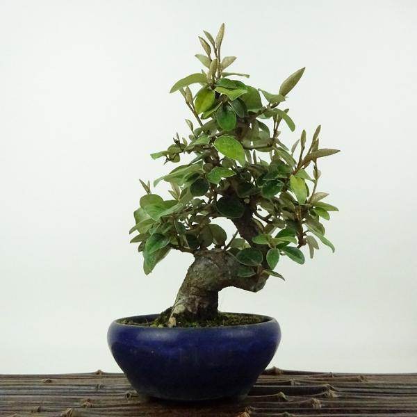 盆栽 寒茱萸 樹高 約18cm かんぐみ Elaeagnus カングミ グミ科 常緑樹 