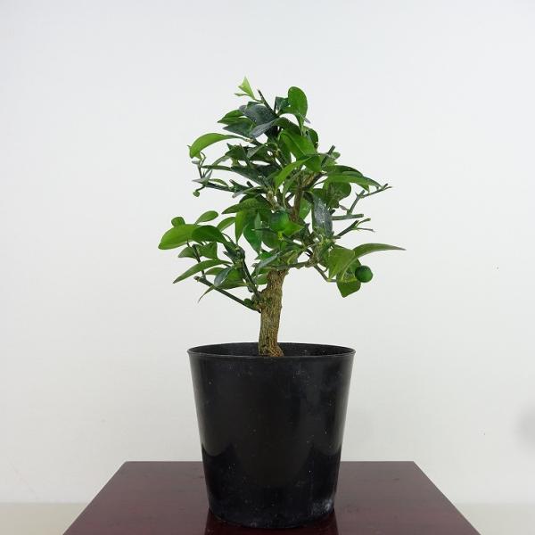 盆栽 金豆 樹高 約12cm きんず Fortunella hindsii キンズ