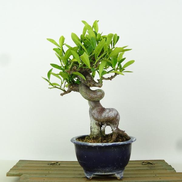 盆栽 金豆 樹高 約18cm きんず Fortunella hindsii キンズ