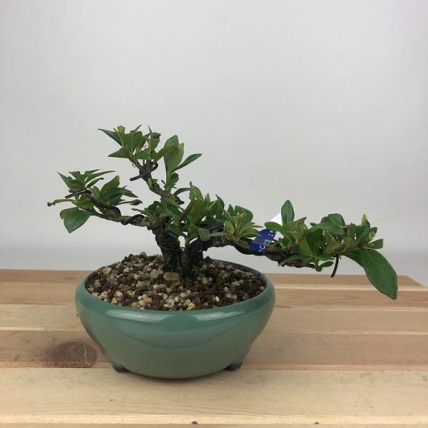 樹種　一寸法師　梔子/山梔子　クチナシ　　(アカネ科：常緑樹)サイズ　樹高　約8センチ　横幅　約17センチ　奥行　約13センチ撮影日　撮影日　2025/6/14■植物ですので撮影時期や季節によって剪定などの手入れにより写真から変化がございま...