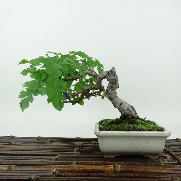 haniwa-bonsai_099-25200-02