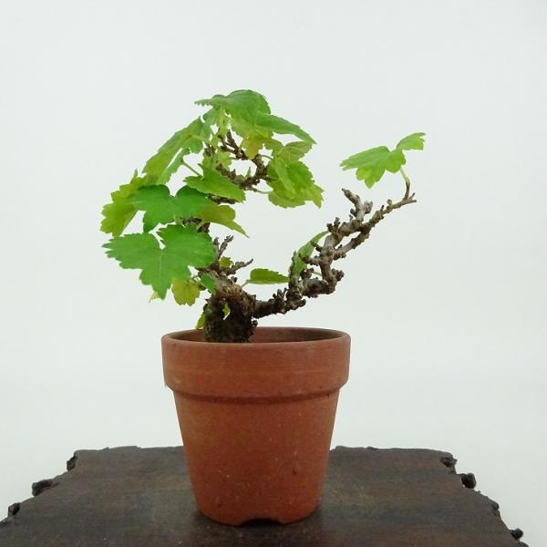 盆栽 桑 樹高 約9cm くわ Morus australis クワ クワ科 落葉樹 観賞用