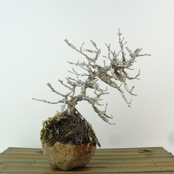盆栽 欅 友禅 樹高 約17cm けやき Zelkova serrata ケヤキ 紅葉