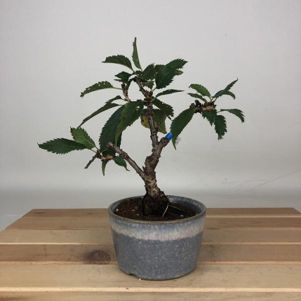 下記、商品説明をご覧ください。スマホの場合は商品情報をもっと見るを押してください。