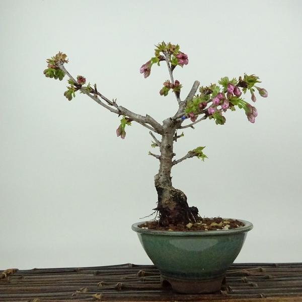 盆栽 桜 南殿桜 樹高 約21cm さくら サクラ バラ科 落葉樹 観賞用 現品