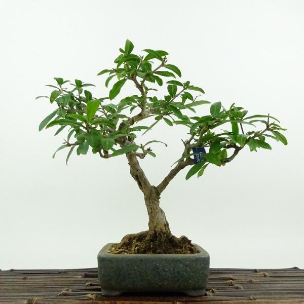 haniwa-bonsai_114-24100-06