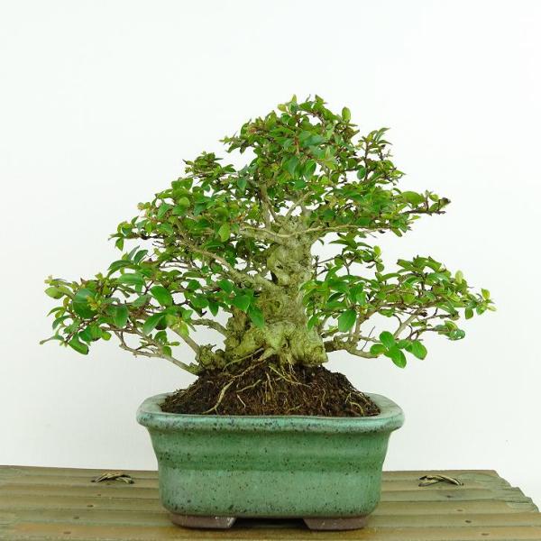 盆栽 百日紅 樹高 約14cm さるすべり Lagerstroemia indica 盆栽 百日紅 樹高 約14cm さるすべり Lagerstroemia indica