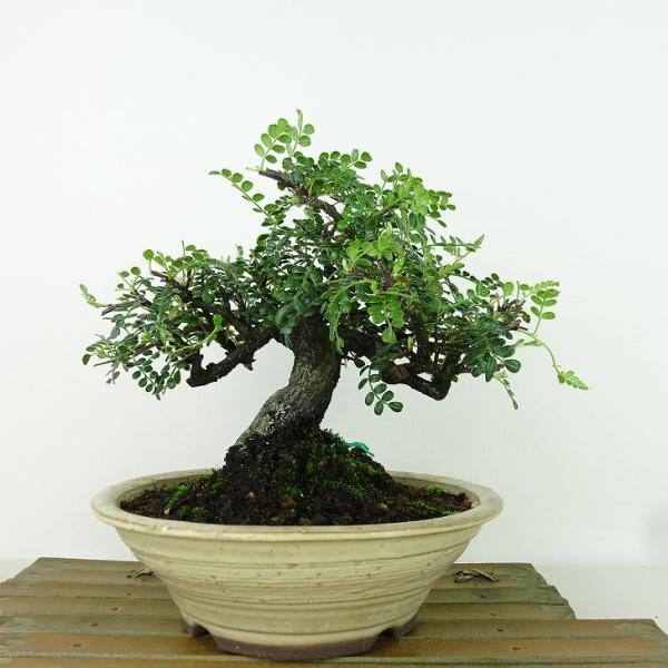 haniwa-bonsai_136-23300-01
