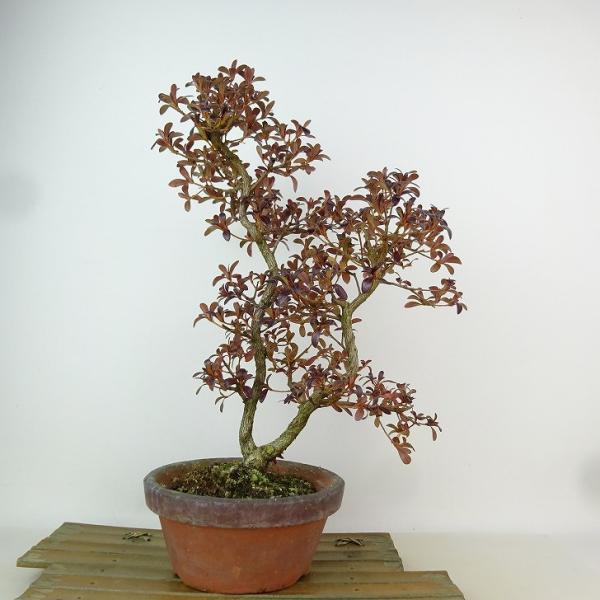 サツキの天然木の飾り物 Amazon.co.jp: サツキ ツツジ 10本セット 約30cm 皐月 植木 庭木