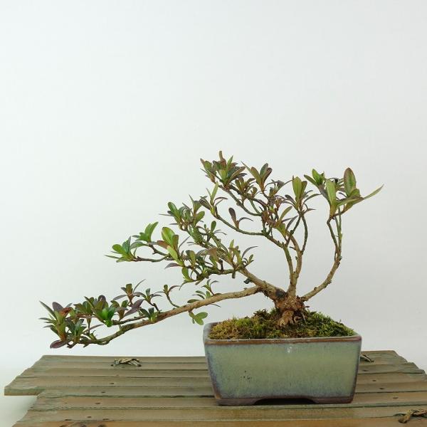 haniwa-bonsai_140-23100-23