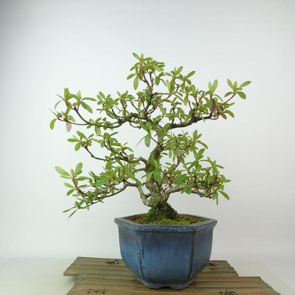さつき　盆栽　皐月② 盆栽 皐月 葵の輝 樹高 約29cm さつき Rhododendron indicum サツキ