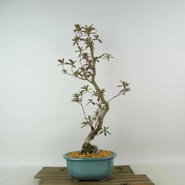 盆栽 皐月 八咫の鏡 樹高 約43cm さつき Rhododendron indicum サツキ