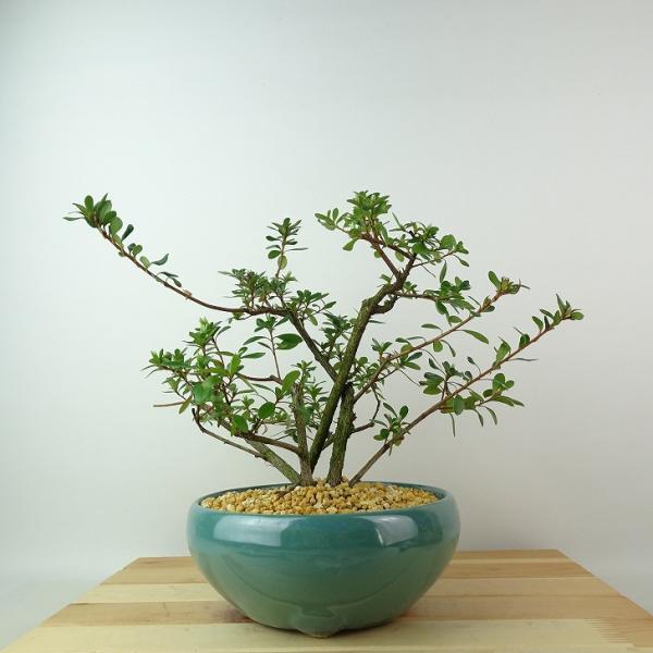 haniwa-bonsai_140-23100-71