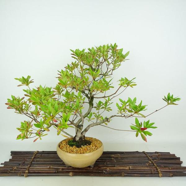 盆栽 皐月 新翠 樹高 約10cm さつき Rhododendron indicum サツキ