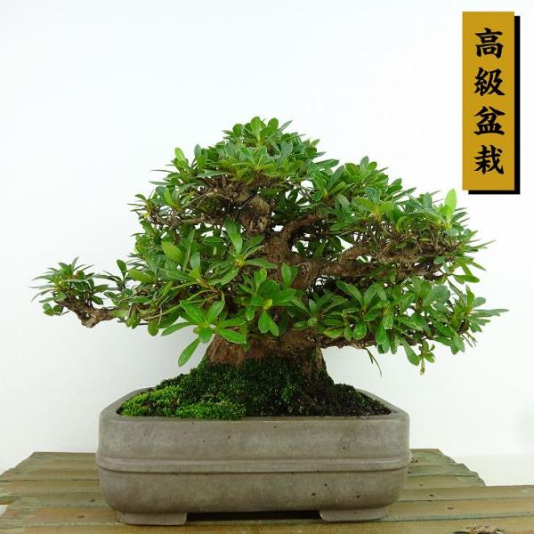 haniwa-bonsai_140-231000-01