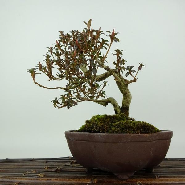 盆栽　皐月(菊姫)　樹高33cm 盆栽 皐月 菊姫 樹高 約18cm さつき Rhododendron indicum サツキ