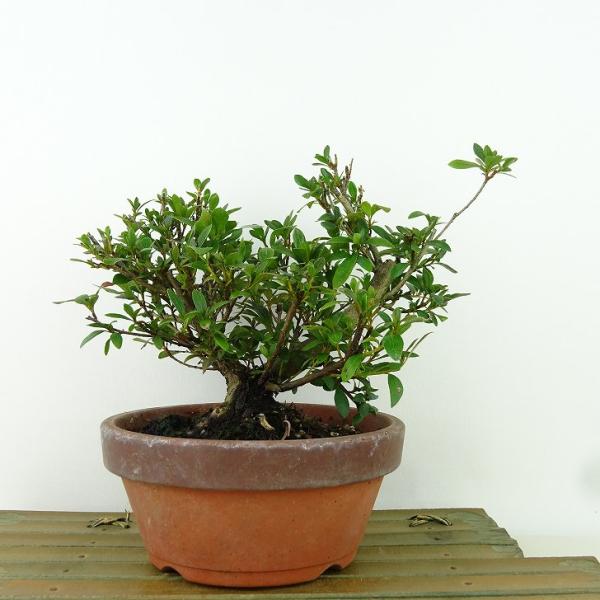 さつき 日光 トキ色の花 古花 千代の光・千代錦 - 皐月の花・専科 皐月