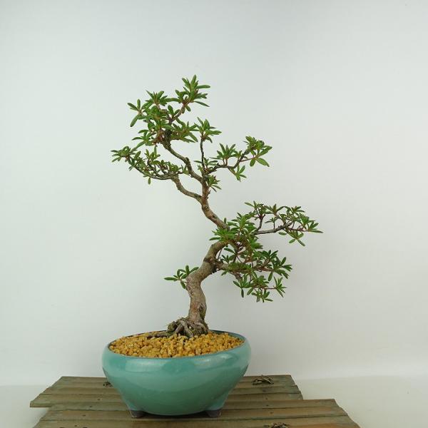 盆栽 皐月 星の輝 樹高 約26cm さつき Rhododendron indicum サツキ