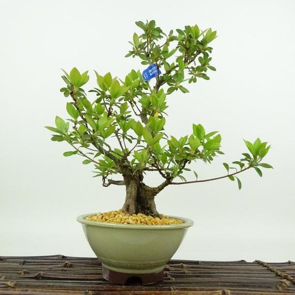 Y42 さつき盆栽　紅梅の輝　盆栽 皐月 Y42 さつき盆栽 紅梅の輝 盆栽 皐月 2025年最新】皐月 紅梅の