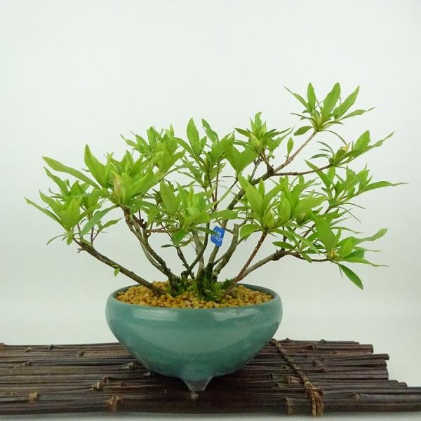 ツツジ 盆栽 自然岩付き 盆栽 皐月 すいれい 樹高 約18cm さつき Rhododendron indicum サツキ