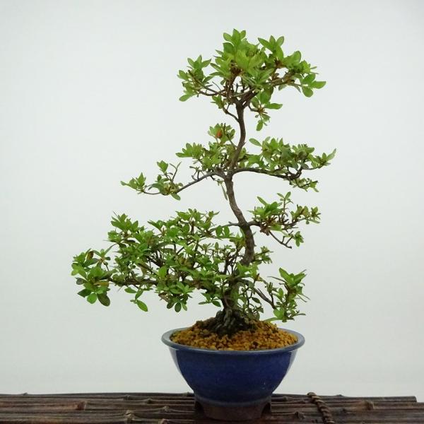 盆栽 皐月 満月 樹高 約24cm さつき Rhododendron indicum サツキ
