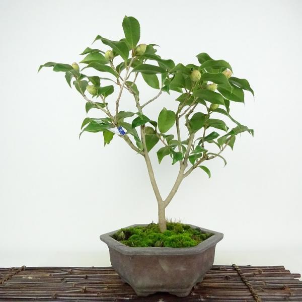 盆栽 椿 樹高 約40cm つばき Camellia japonica ツバキ 赤花 ツバキ科