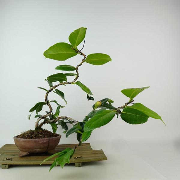 樹種　金魚　椿　ツバキ　　(ツバキ科：常緑樹)椿の種類は沢山あり、品種の記載がない商品は仕入れの時点で確認ができておりませんので、その旨ご了承のほどお願いいたします。サイズ　上下 約23センチ　横幅 約28センチ　奥行 約50センチ　幹太 ...