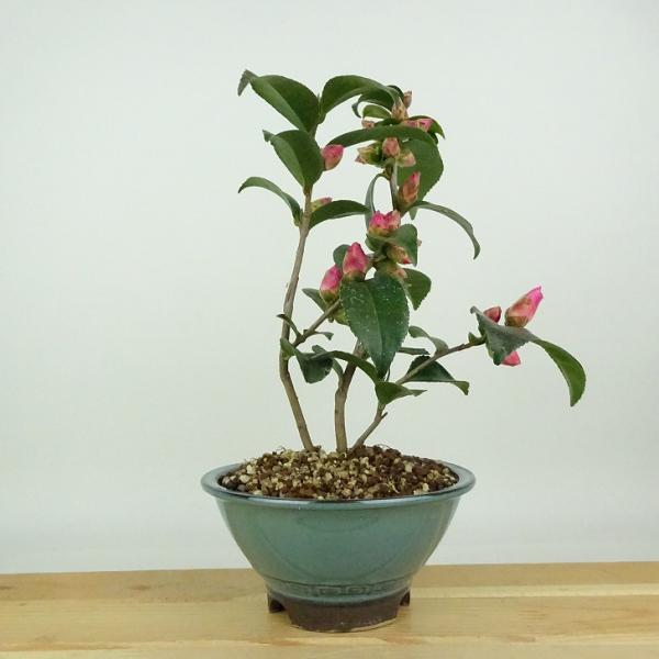 haniwa-bonsai_215-2450-15