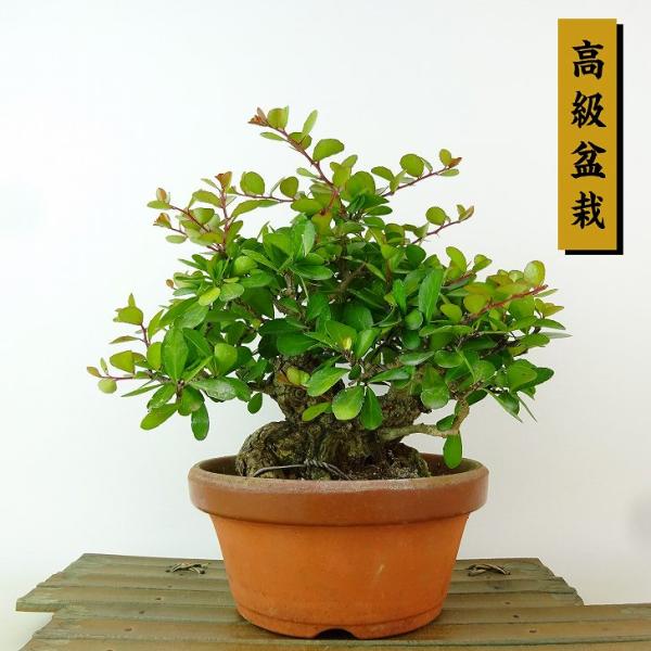 盆栽 緑色の葉 ハリツルマサキ haniwa-bonsai_251-242000-02