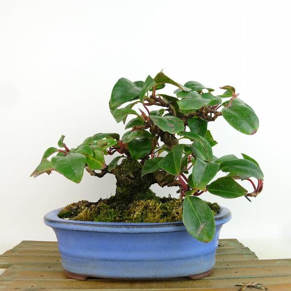 盆栽 ビナンカズラ 美男葛 美男かずらの盆栽を販売｜入門は盆栽妙 – 盆栽妙 本店