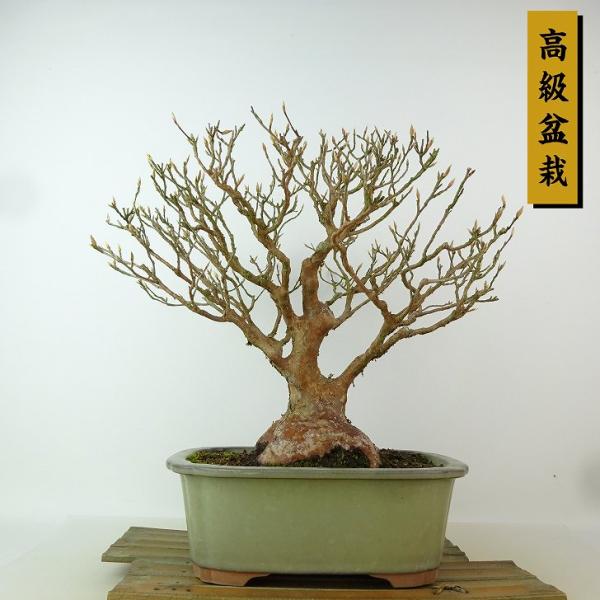 盆栽 ヒメシャラ haniwa-bonsai_259-242000-02