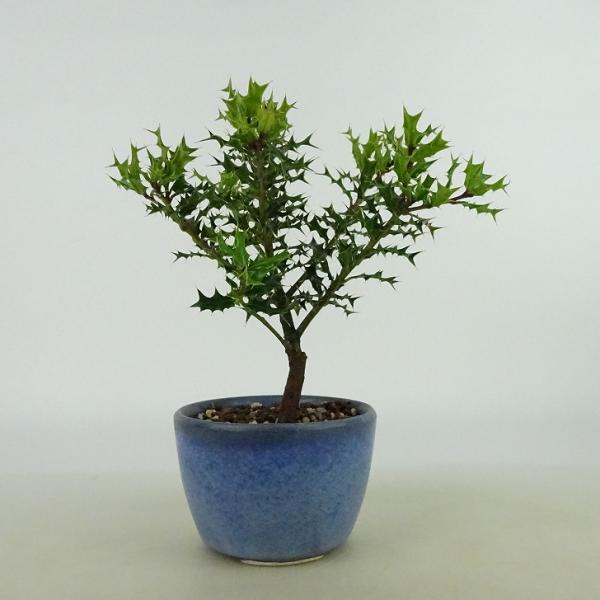 haniwa-bonsai_260-2450-03