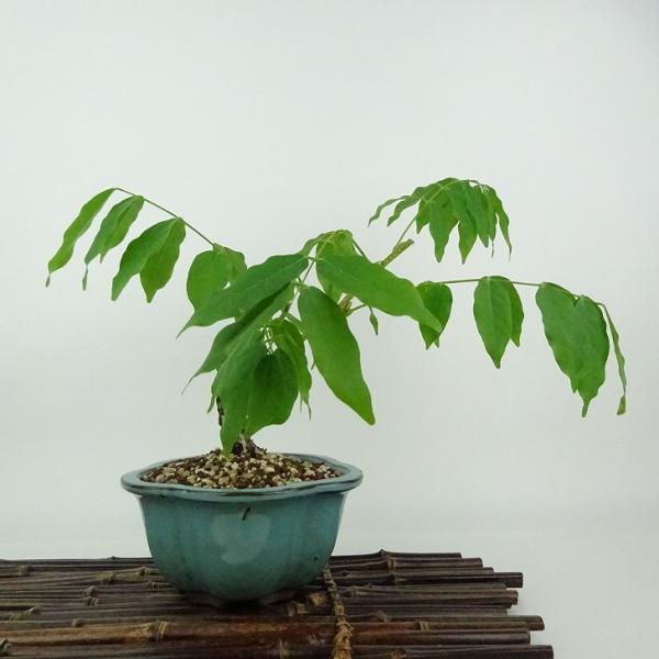 haniwa-bonsai_267-2550-11